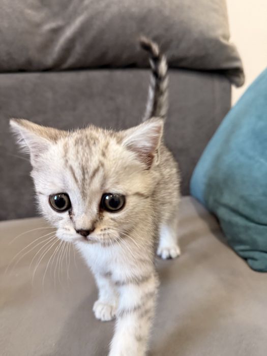 Котенок шотландец