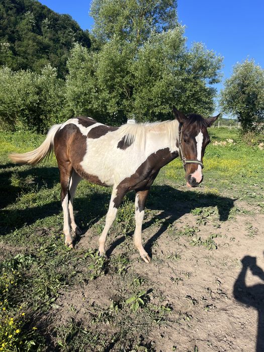 Vand iepe si armasari manji 1-2 ani , American painthorse