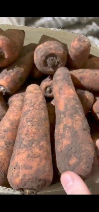 Морковь оптом овощи