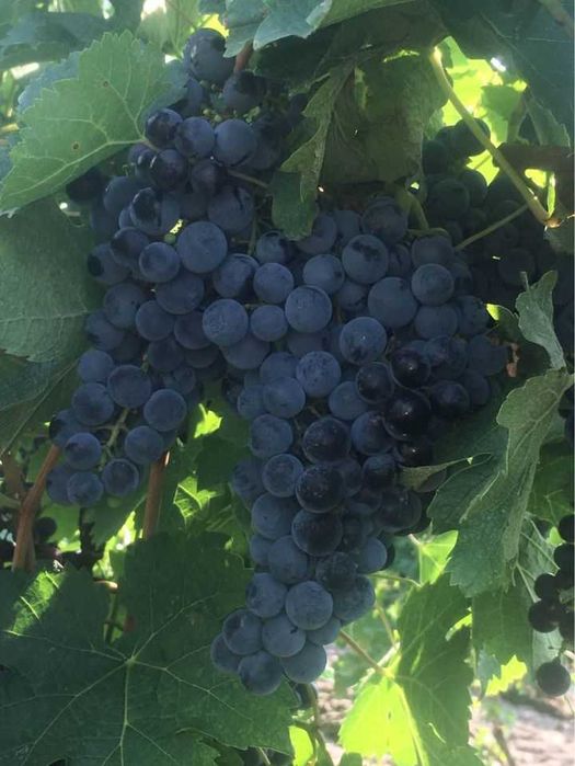 Struguri de vin din Vrancea soiuri alese, transport gratuit în Vaslui - Iași, pret producator
