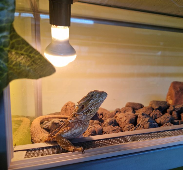 Бородатая агама малыши