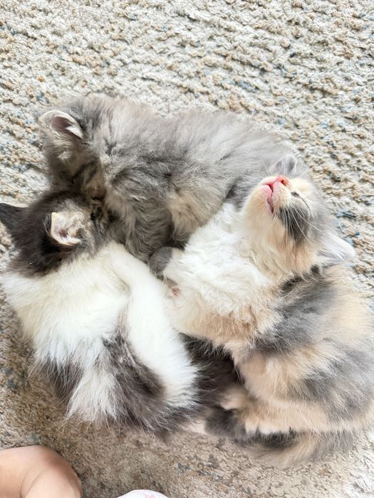 Котята отдам в хорошие добрые руки
