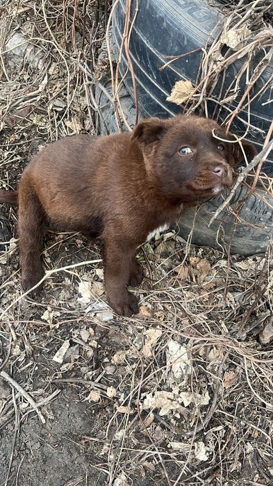 Щенок-девочка, 4 месяца, ищет дом и любящих хозяев