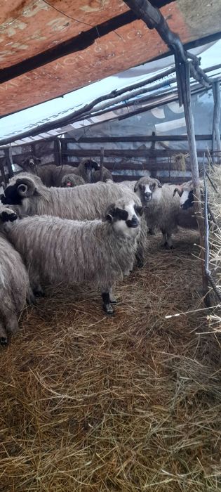 Oi si berbeci de vanzare!