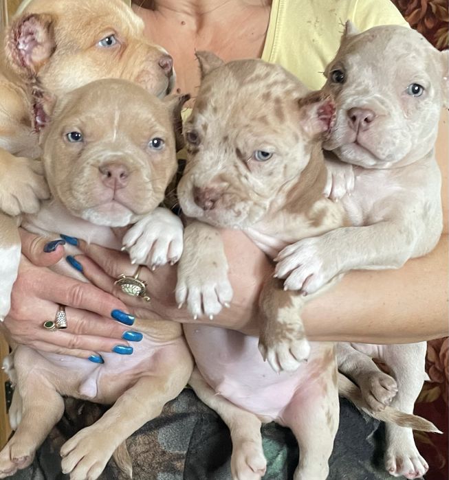 Американский булли