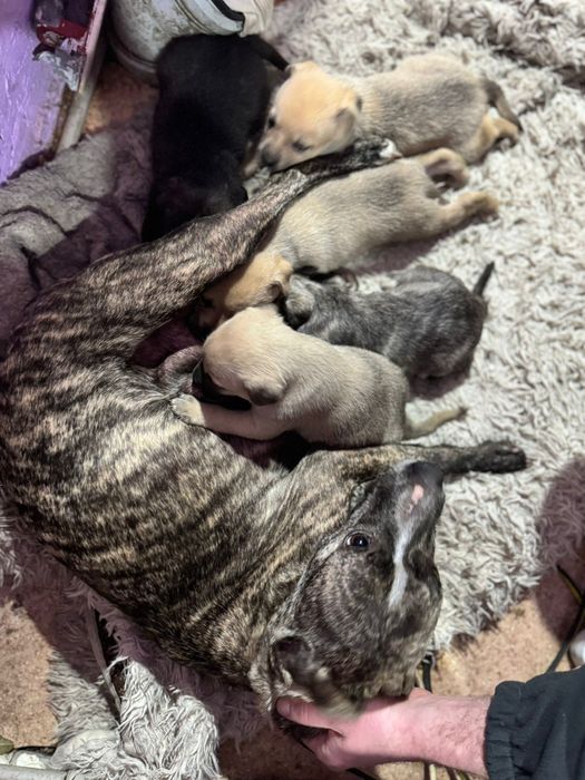 Отдам щенков в хорошие руки