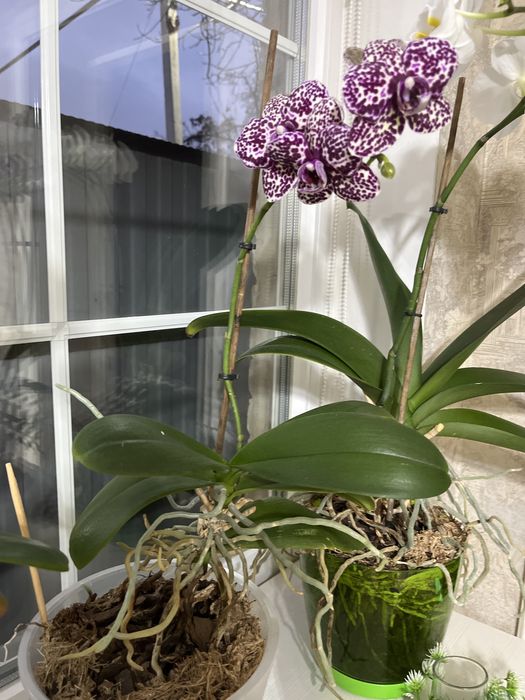 Продам орхидеи фаленопсис