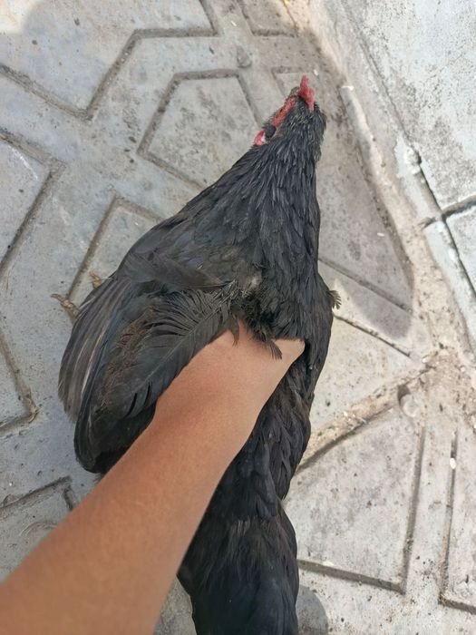 Uyda boqilgan tovuqlar va ho'rozlar