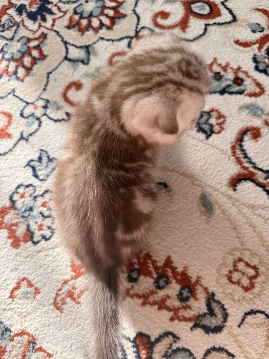 Продам пордистых котят