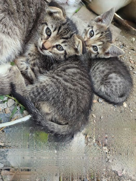 Отдам котят в добрые руки