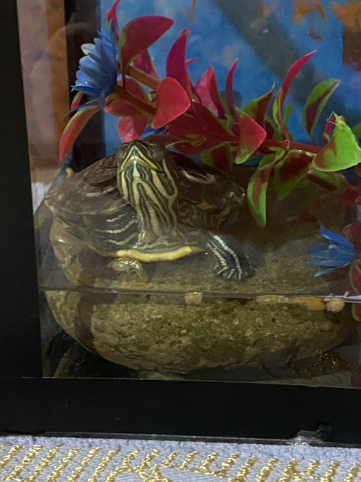 Продам черепахаа