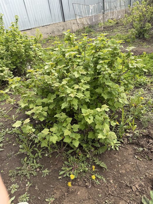 Смородина черная садовая