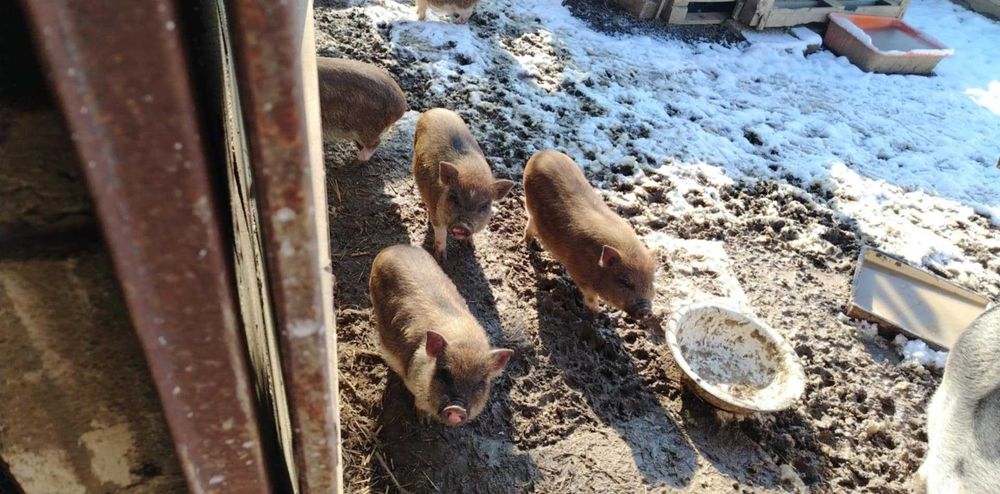 Виетнамски прасета