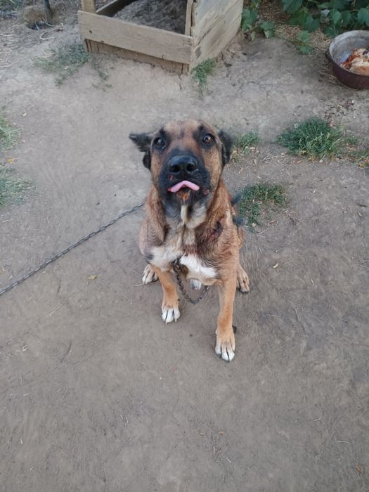 Donez câine Ciobănesc Belgian Malinois