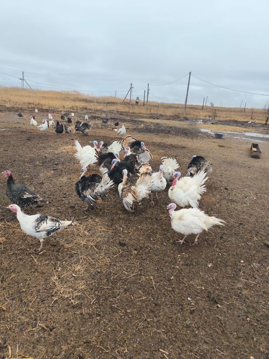 Продам индюков: жирные, несутся