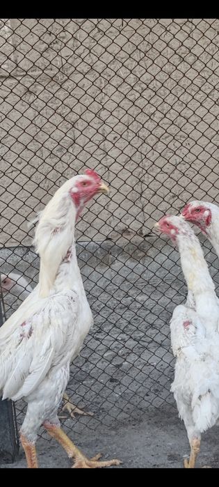 Продам кур о шамо