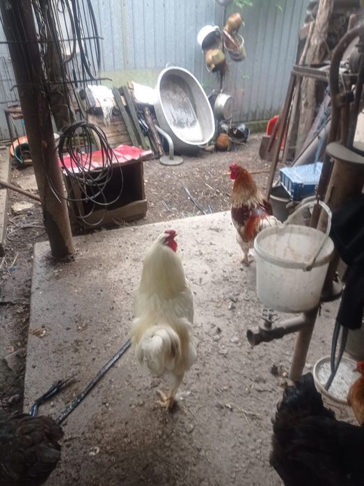 Vând cocoși crescuți la țară