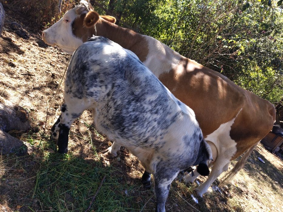 Vând vaca bălțată
