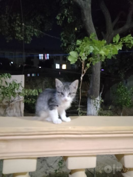 Котята, самцы, 3 шт