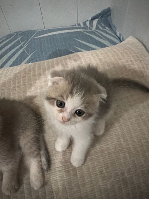 Shoshiling! Scottish Fold — oxirgi 2 ta