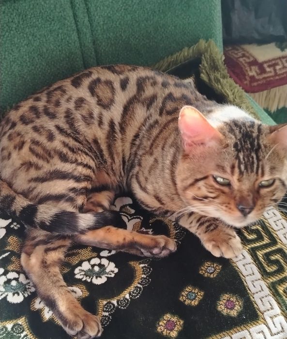 Недорого. Вязка, продажа. Чистокровный, умный бенгал, 2 года.