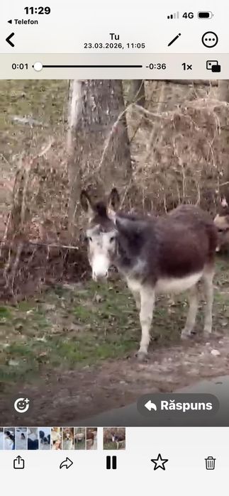 Măgărețe de vanzare