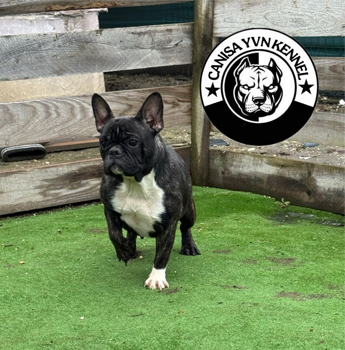 Femela buldog francez