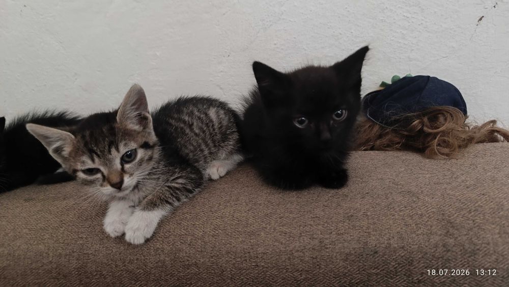 Котята в хорошие руки
