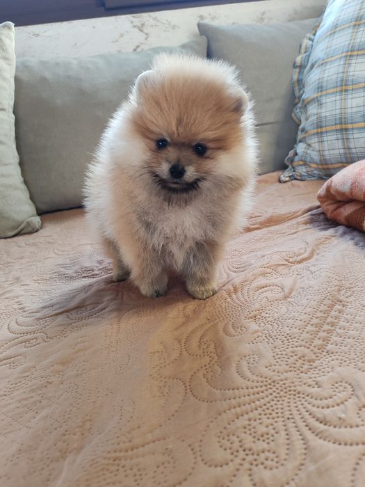 Померан мини мъжко и женско