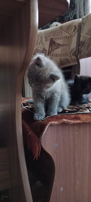 Сибирский котята