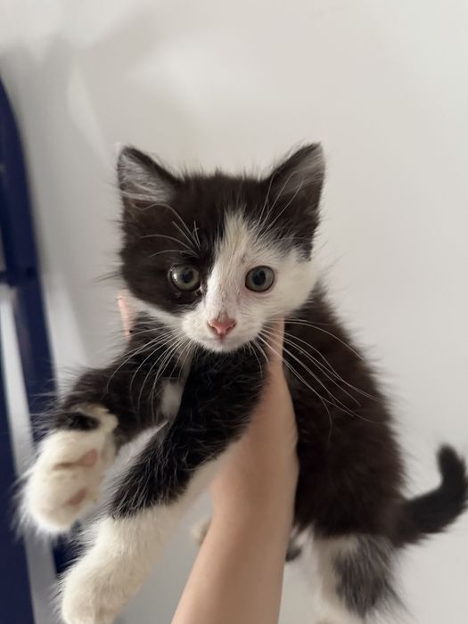 Котенок в добрые руки