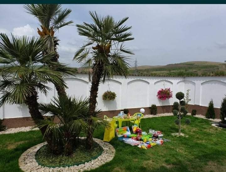 Palmier trachycarpus rezistent la ger