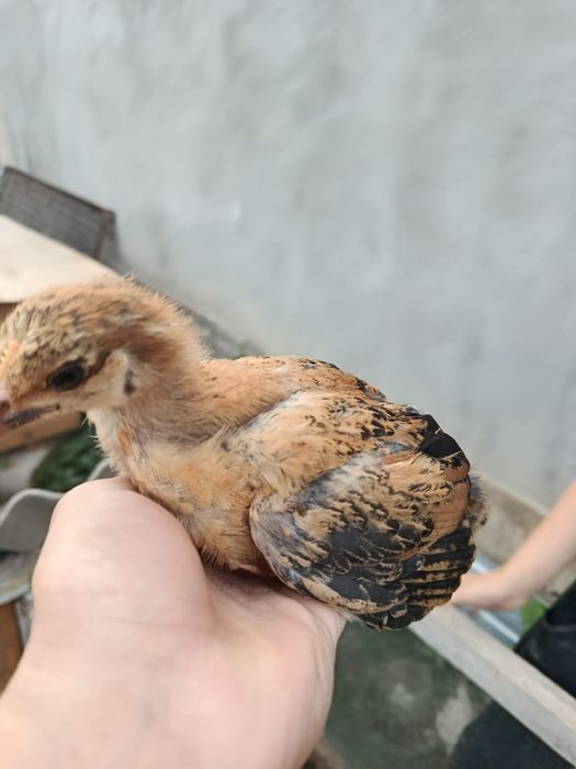3,5 апталық өскен балапандр