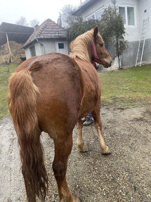 Vand iapa sarga de 3 ani