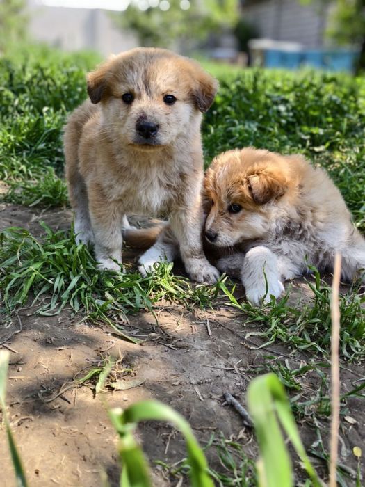 Малыши крепыши лохматенькие