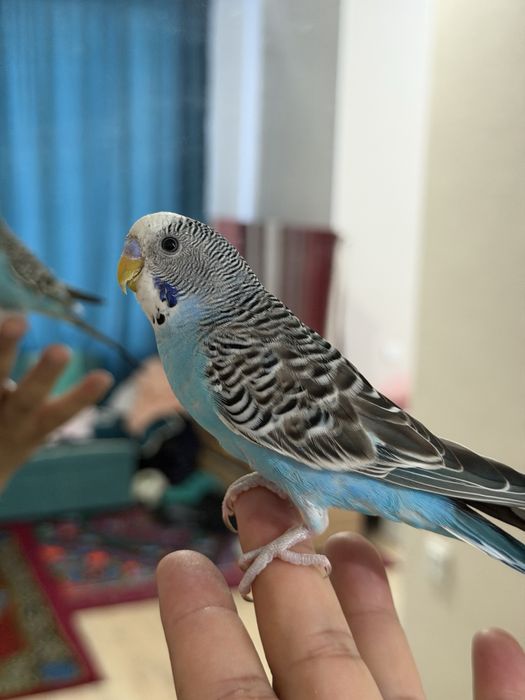 Тоты құс сатылады