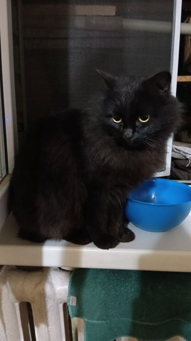 Киса ищет дом и любящую семью