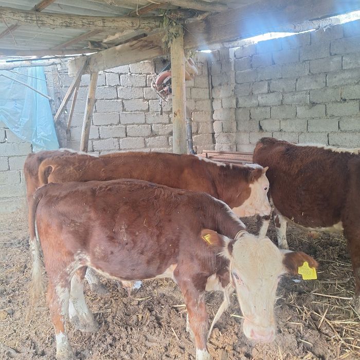 Gereford,Semintal, zotli xukizchalar