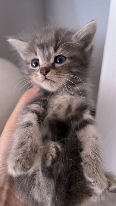 Продается котенок