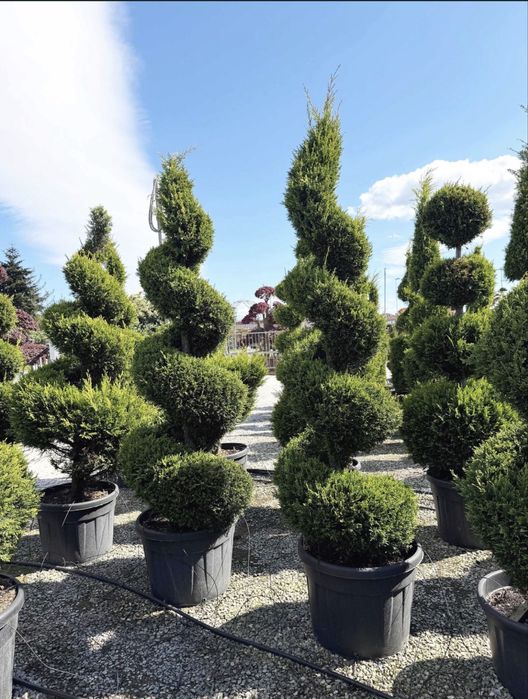 Plante ornamentale