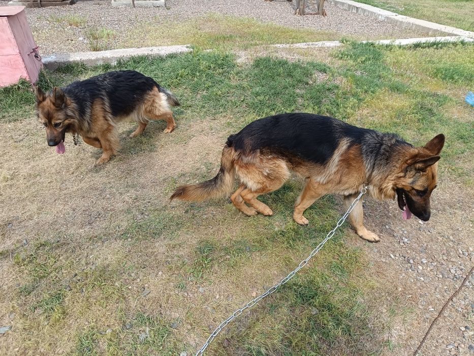 Немецкие овчарки.