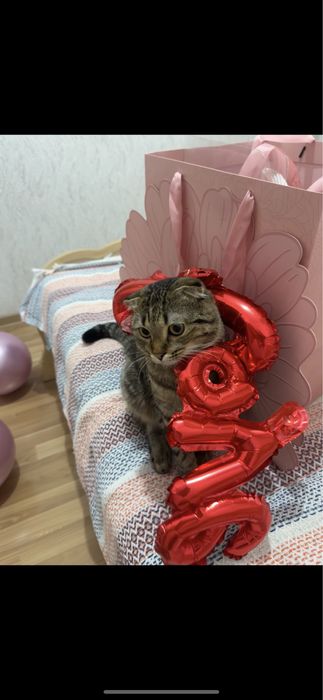 Шотландская вислоухая