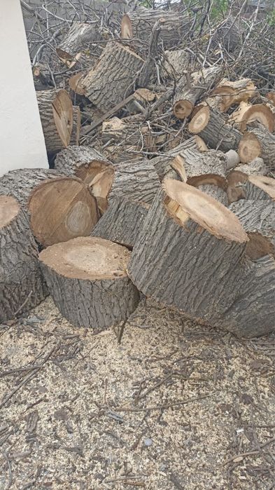 Продам дерево орех.