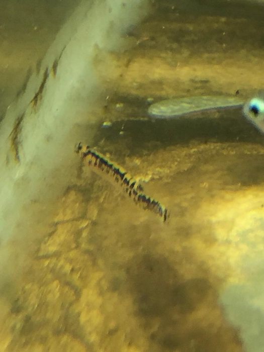 Kuhli loach sanitari