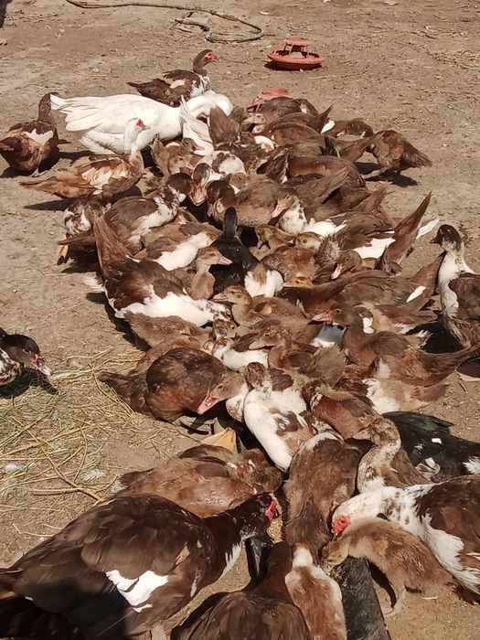 Мясо индоуток продам