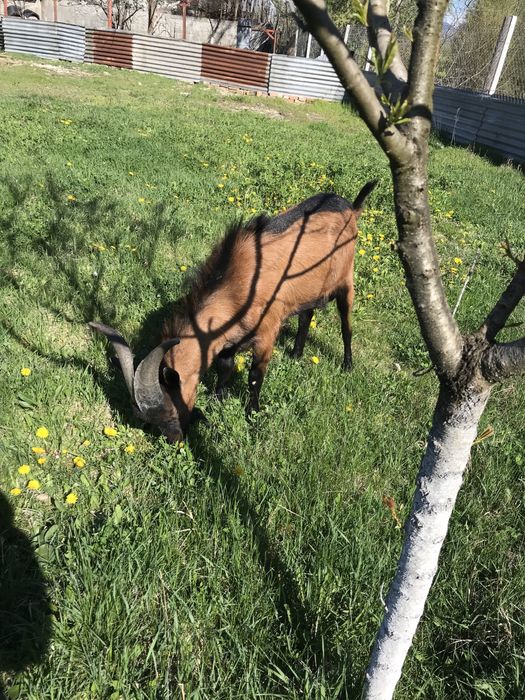 Se vinde tap Alpin Francez in varsta de 10 luni