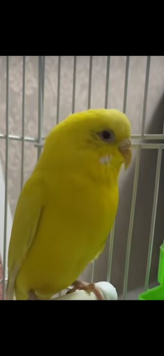 Попугай волнистый девочка.