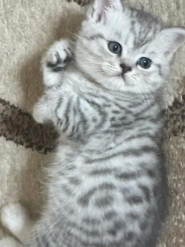 Британские котята