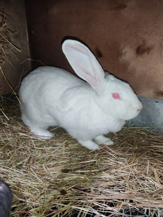 Продам самку Великана