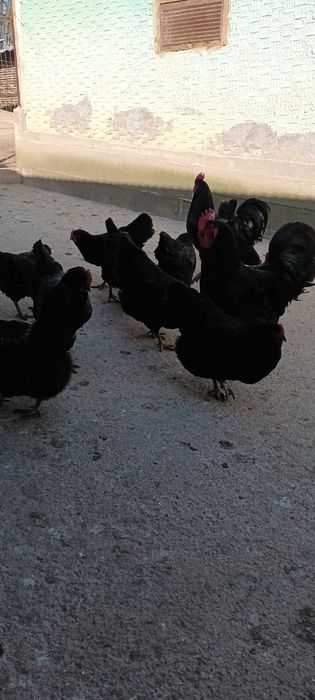 Vand oua de gaini australorp negru pentru incubat.